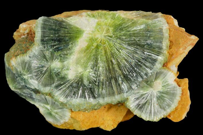Radiating, Green Wavellite Crystal Aggregation - Arkansas #127116